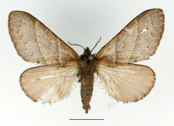/filer/webapps/moths/media/images/B/bipars_Bombycopsis_AF_Basquin_01.jpg