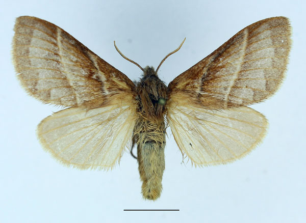 /filer/webapps/moths/media/images/B/bipars_Bombycopsis_AF_Basquin_02.jpg