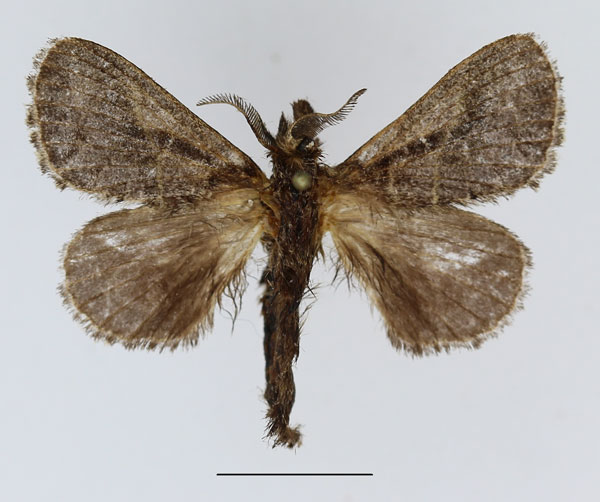 /filer/webapps/moths/media/images/B/bipars_Bombycopsis_AM_Basquin_03.jpg