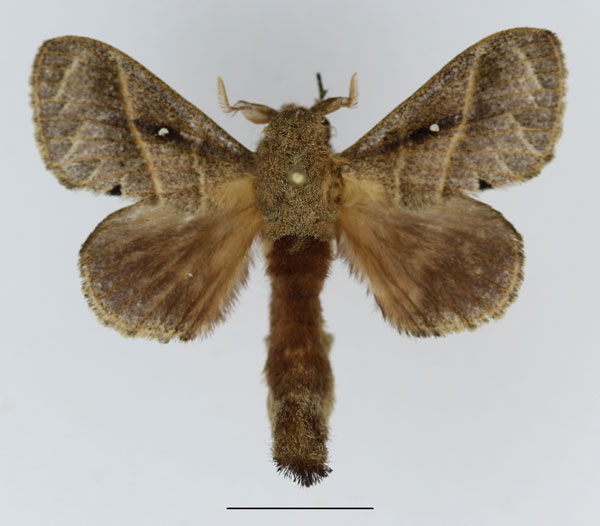 /filer/webapps/moths/media/images/B/bipars_Bombycopsis_AM_Basquin_04.jpg