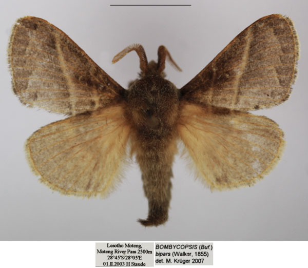/filer/webapps/moths/media/images/B/bipars_Bombycopsis_AM_TMSA.jpg