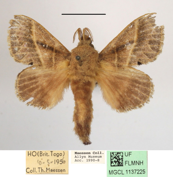 /filer/webapps/moths/media/images/B/bipars_Bombycopsis_A_MGCLa_01.JPG