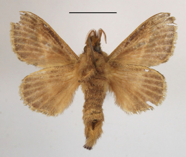 /filer/webapps/moths/media/images/B/bipars_Bombycopsis_A_MGCLb_01.JPG