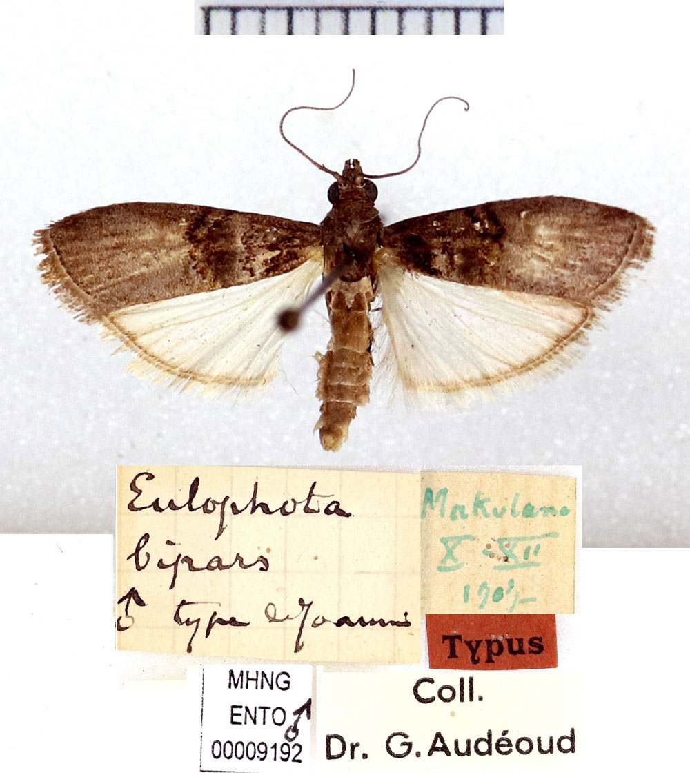 /filer/webapps/moths/media/images/B/bipars_Eulophota_HT_MHNG.jpg