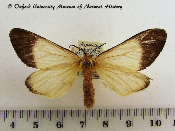 /filer/webapps/moths/media/images/B/bipars_Hypsoides_A_OUMNH_01.jpg