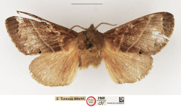 /filer/webapps/moths/media/images/B/bipars_Lebeda_HT_NHMUK.jpg