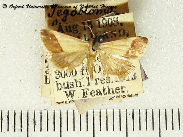 /filer/webapps/moths/media/images/B/bipartalis_Tegostoma_A_OUMNH.jpg