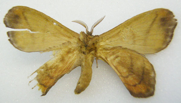/filer/webapps/moths/media/images/B/bipartita_Camerunia_HT_NHMUKb.jpg