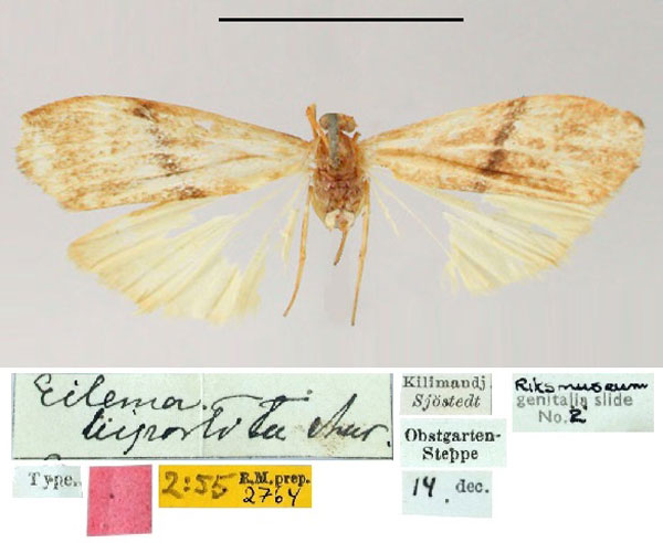 /filer/webapps/moths/media/images/B/bipartita_Eilema_HT_SNHM.jpg