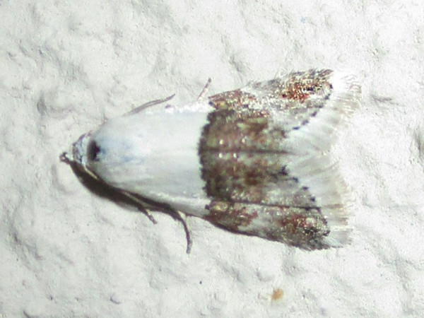 /filer/webapps/moths/media/images/B/bipartita_Eubleema_A_Sydes.jpg