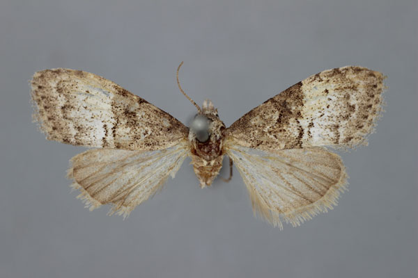 /filer/webapps/moths/media/images/B/bipartita_Meganola_A_BMNH.jpg