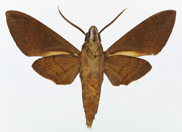 /filer/webapps/moths/media/images/B/bipartita_Nephele_AM_Basquin_01b.jpg