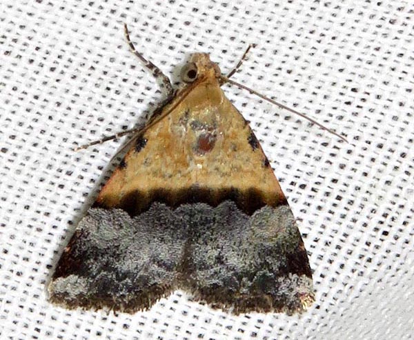 /filer/webapps/moths/media/images/B/bipartita_Ozarba_A_Braun_02.jpg