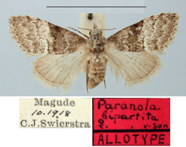 /filer/webapps/moths/media/images/B/bipartita_Paranola_AT_TMSA.jpg