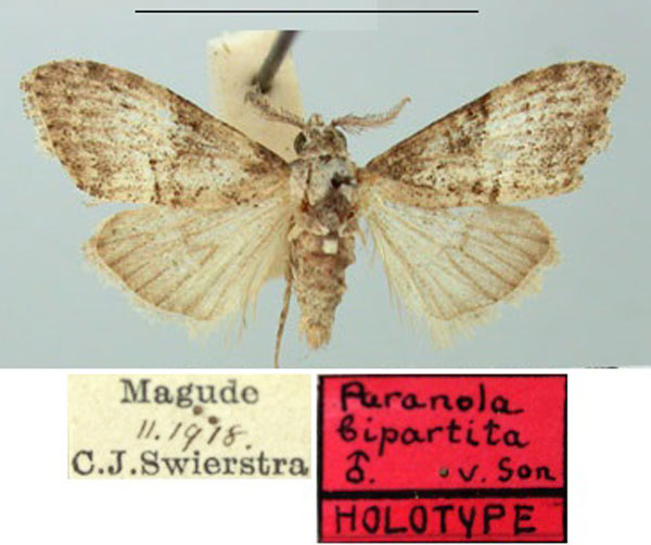 /filer/webapps/moths/media/images/B/bipartita_Paranola_HT_TMSA.jpg