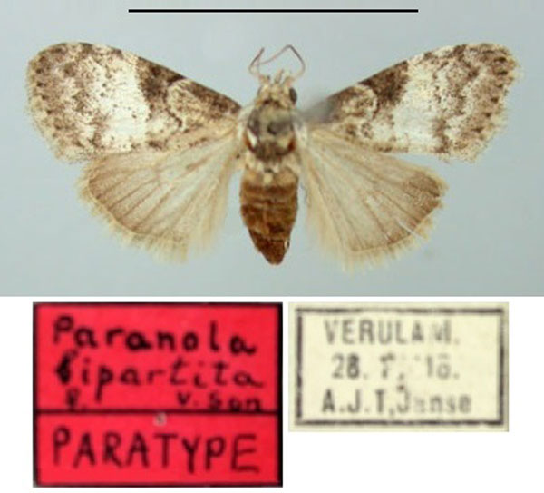 /filer/webapps/moths/media/images/B/bipartita_Paranola_PTF_TMSA.jpg