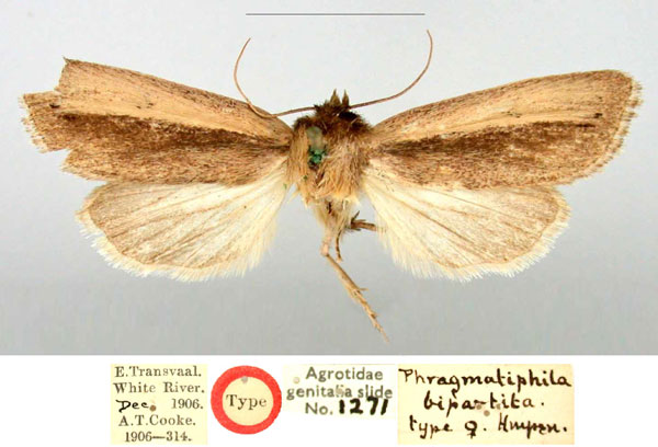 /filer/webapps/moths/media/images/B/bipartita_Phragmatiphila_HT_NHMUK.jpg