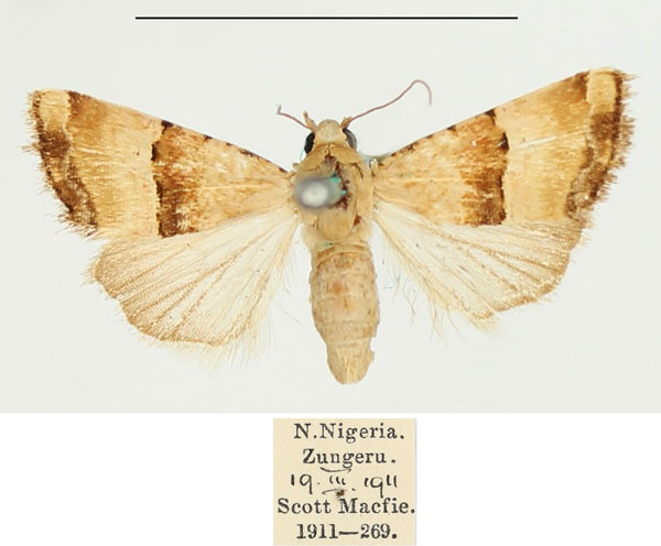 /filer/webapps/moths/media/images/B/bipartita_Pseudozarba_AF_BMNH.jpg