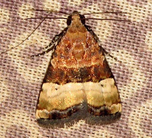 /filer/webapps/moths/media/images/B/bipartita_Pseudozarba_A_Braun_06.jpg