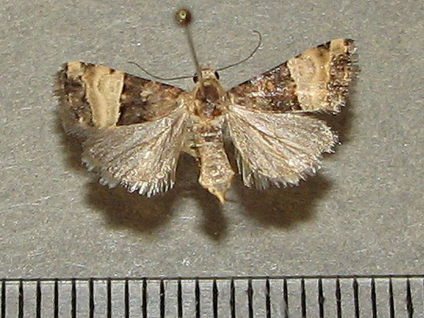 /filer/webapps/moths/media/images/B/bipartita_Pseudozarba_A_Goff_01.jpg