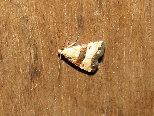 /filer/webapps/moths/media/images/B/bipartita_Pseudozarba_A_Goff_02.jpg