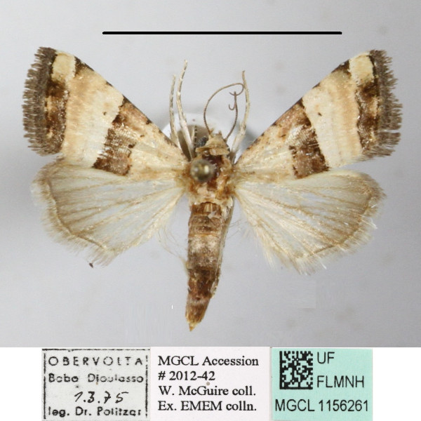 /filer/webapps/moths/media/images/B/bipartita_Pseudozarba_A_MGCLa_01.JPG