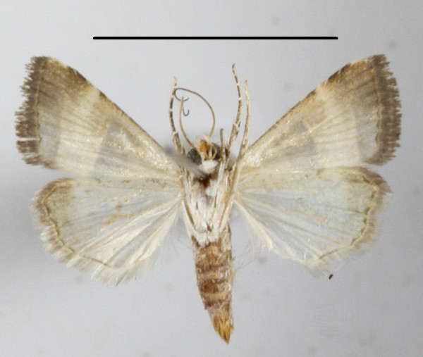/filer/webapps/moths/media/images/B/bipartita_Pseudozarba_A_MGCLb_01.JPG