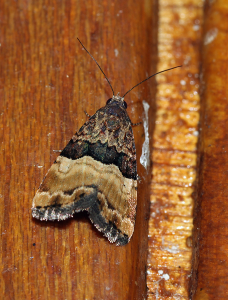 /filer/webapps/moths/media/images/B/bipartita_Pseudozarba_A_Roland_16.jpg
