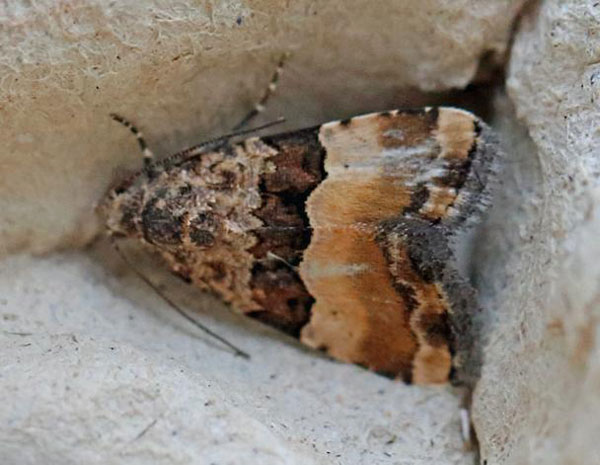 /filer/webapps/moths/media/images/B/bipartita_Pseudozarba_A_Voaden.jpg