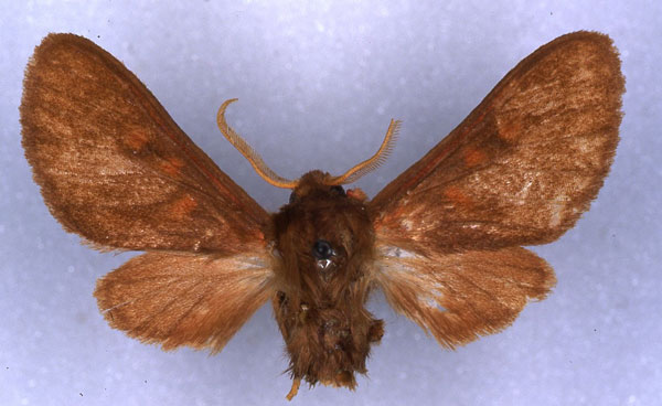 /filer/webapps/moths/media/images/B/bipartita_Rhabdomarctia_HT_ZSM_01.jpg