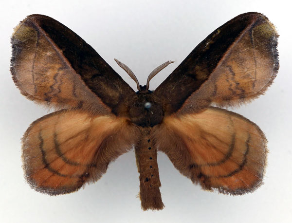 /filer/webapps/moths/media/images/B/bipartita_Stenoglene_AM_Basquin_01.jpg