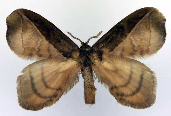 /filer/webapps/moths/media/images/B/bipartita_Stenoglene_AM_Basquin_02.jpg
