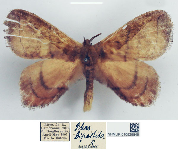 /filer/webapps/moths/media/images/B/bipartita_Stenoglene_AM_NHMUK.jpg