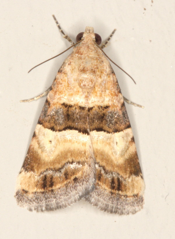 /filer/webapps/moths/media/images/B/bipartita_bipartita_Pseudozarba_A_Heyns_01.jpg