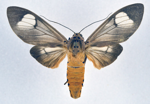 /filer/webapps/moths/media/images/B/bipartitoides_Amerila_A_NHMO.jpg