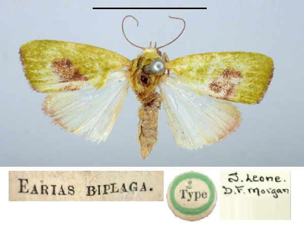 /filer/webapps/moths/media/images/B/biplaga_Earias_HT_BMNH.jpg