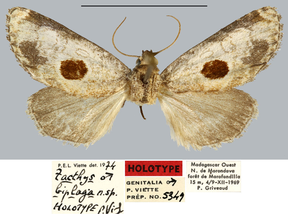 /filer/webapps/moths/media/images/B/biplaga_Zacthys_HT_MNHN.jpg