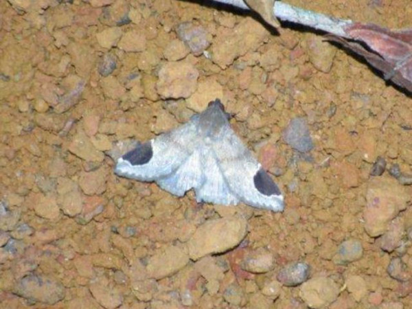 /filer/webapps/moths/media/images/B/biplaga_Ziela_A_Stanton.jpg