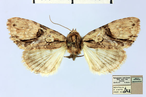 /filer/webapps/moths/media/images/B/biplagiata_Prolyncestis_AF_MNHN.jpg