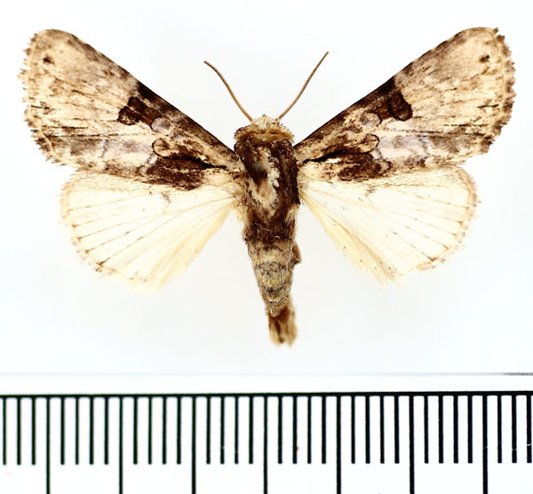 /filer/webapps/moths/media/images/B/biplagiata_Prolyncestis_AM_BMNH.jpg
