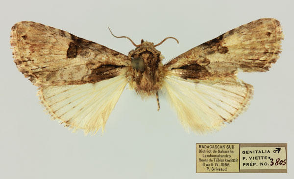 /filer/webapps/moths/media/images/B/biplagiata_Prolyncestis_AM_MNHN.jpg