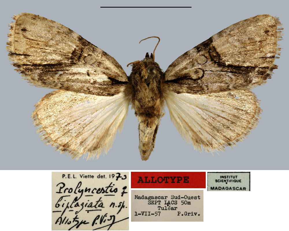 /filer/webapps/moths/media/images/B/biplagiata_Prolyncestis_AT_MNHN.jpg