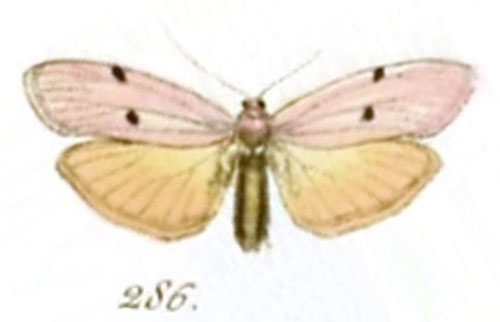 /filer/webapps/moths/media/images/B/bipuncta_Bombyx_ST_Hubner_86-286.jpg