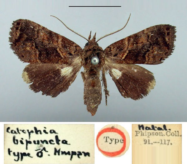 /filer/webapps/moths/media/images/B/bipuncta_Catephia_HT_BMNH.jpg