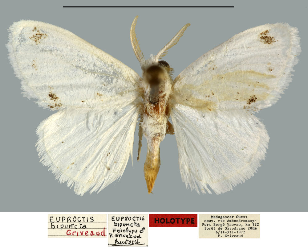 /filer/webapps/moths/media/images/B/bipuncta_Euproctis_HT_MNHN.jpg