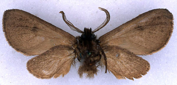 /filer/webapps/moths/media/images/B/bipuncta_Metarctia_ST_BMNH_02.jpg