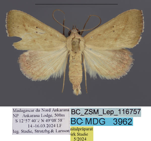 /filer/webapps/moths/media/images/B/bipuncta_Phytometra_HT_Stadie.jpg