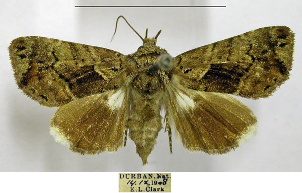 /filer/webapps/moths/media/images/B/bipuncta_Plusiophaes_AF_TMSA.jpg