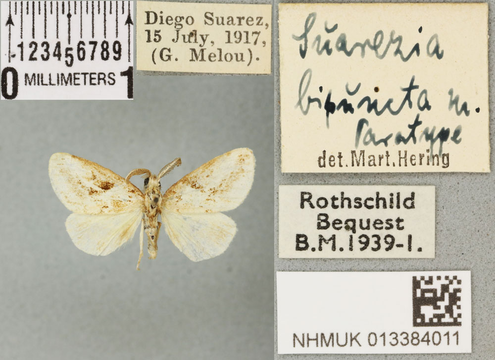 /filer/webapps/moths/media/images/B/bipuncta_Suarezia_PTM_BMNH_01a.jpg