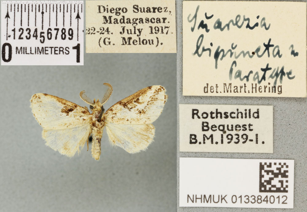 /filer/webapps/moths/media/images/B/bipuncta_Suarezia_PTM_BMNH_02a.jpg
